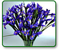 Blue Irises